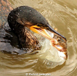 Cormorant with freshly caught flounder for dinner - shot ... by Michael Gallagher 